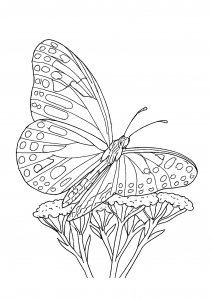 Night Butterfly Coloring Page