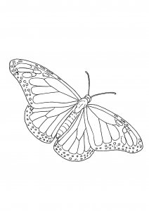 Elegant Butterfly Coloring Page