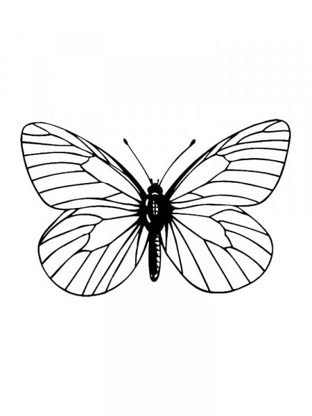 Butterfly coloring pages