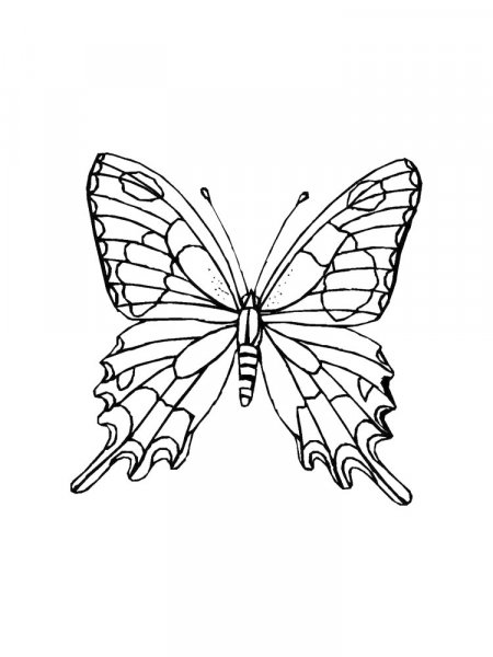 Butterfly Coloring Pages