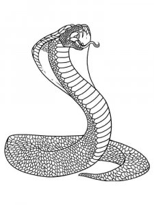 Cobra coloring page - picture 12