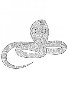 Cobra coloring page - picture 15
