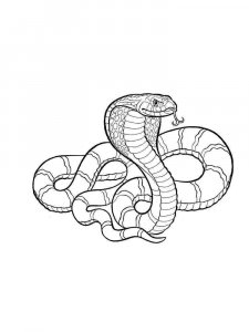 Cobra coloring page - picture 16