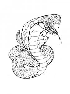 Cobra coloring page - picture 31