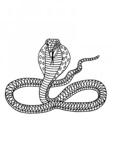 Cobra coloring page - picture 32