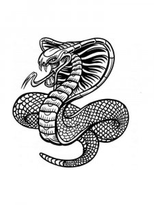 Cobra coloring page - picture 35