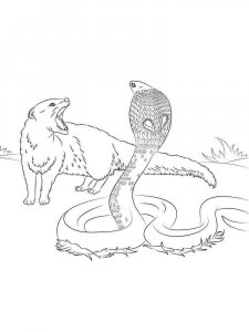 Cobra coloring page - picture 9