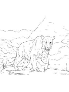 Cougar coloring page - picture 1
