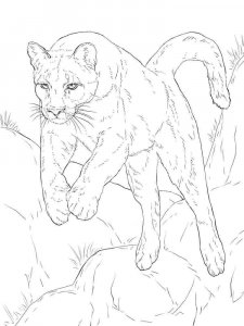 Cougar coloring page - picture 11