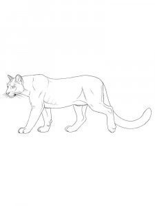 Cougar coloring page - picture 12