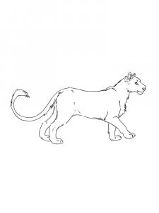 Cougar coloring page - picture 13