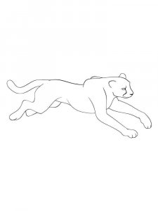 Cougar coloring page - picture 16
