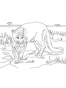 Cougar coloring page - picture 17