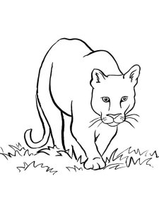 Cougar coloring page - picture 2