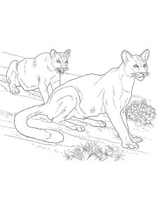 Cougar coloring page - picture 20
