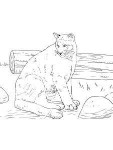 Cougar coloring page - picture 4