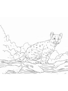 Cougar coloring page - picture 5