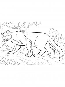 Cougar coloring page - picture 6