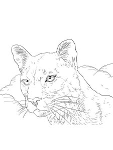 Cougar coloring page - picture 8