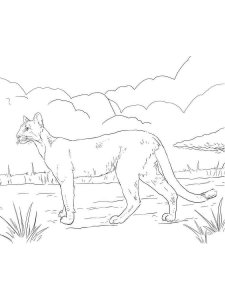 Cougar coloring page - picture 9