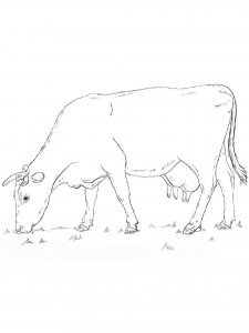 Cow coloring page - picture 16