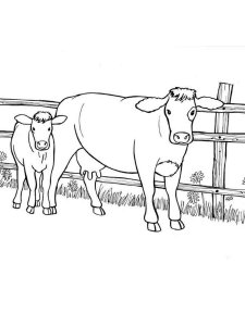 Cow coloring page - picture 23