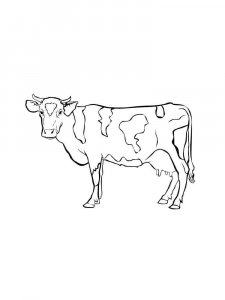 Cow coloring page - picture 29