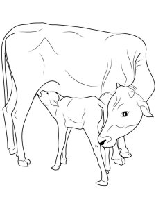 Cow coloring page - picture 45