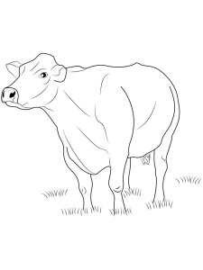 Cow coloring page - picture 47