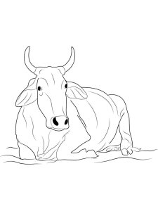 Cow coloring page - picture 48