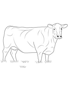 Cow coloring page - picture 5