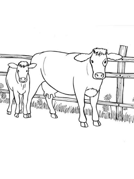 Cow coloring pages