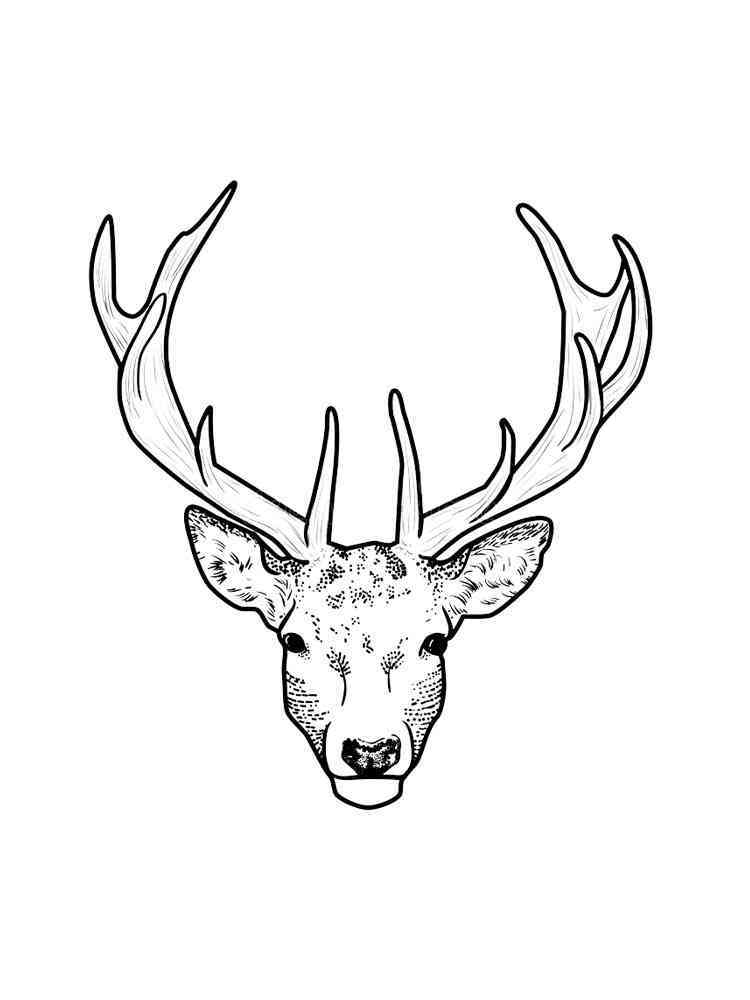 Free Deer head coloring pages. Download and print Deer head coloring pages