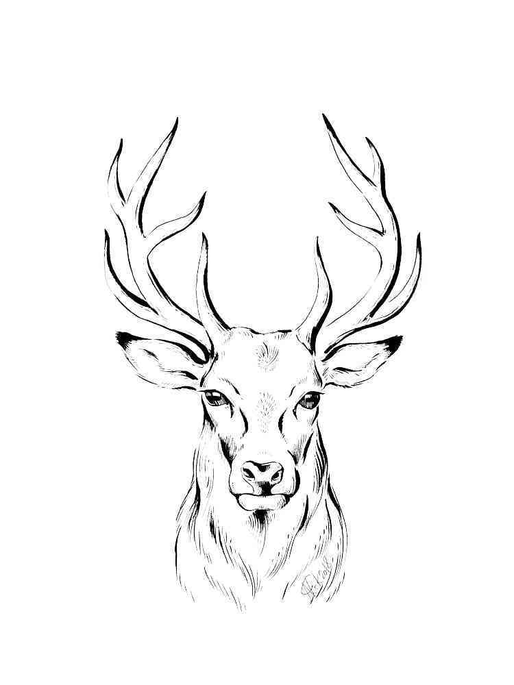 Stag Head Coloring Pages
