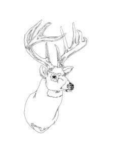 Deer head coloring page - picture 10