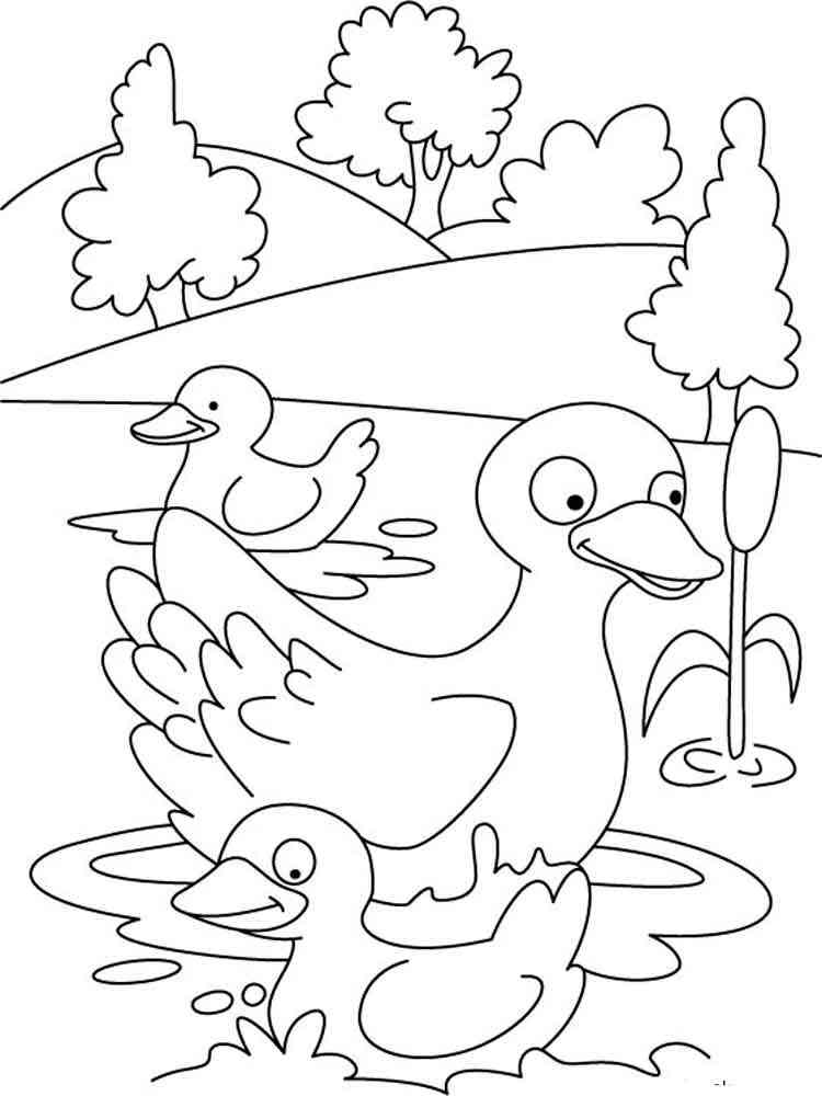 Duck coloring pages. Download and print duck coloring pages