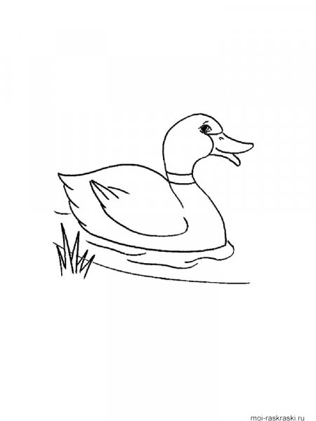 Duck coloring pages. Download and print duck coloring pages