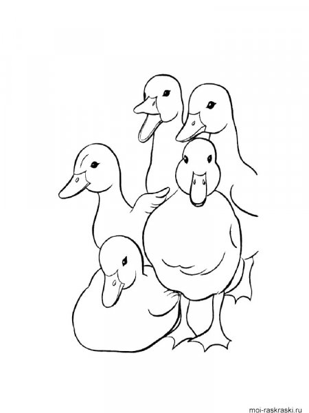 Duck coloring pages. Download and print duck coloring pages