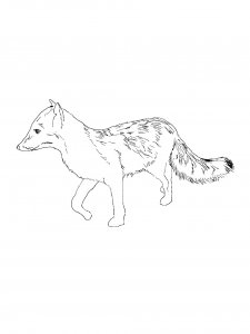 Common Fox Coloring Page