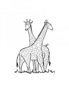 Tall Giraffes Coloring Page