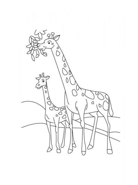 Giraffe coloring pages