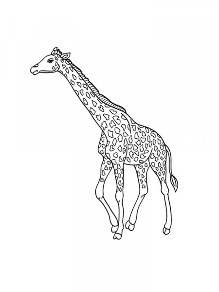 Giraffe coloring pages