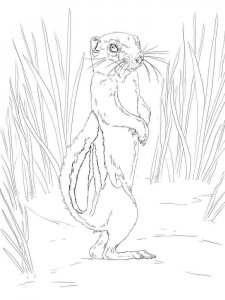gopher coloring page - picture 1