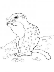 gopher coloring page - picture 2