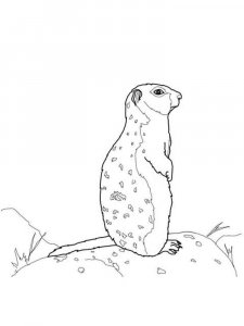 gopher coloring page - picture 3