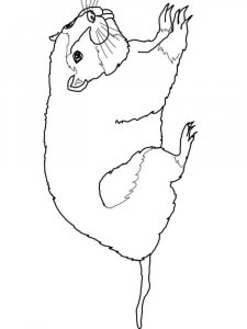 gopher coloring page - picture 6