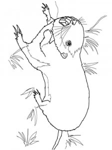 gopher coloring page - picture 7