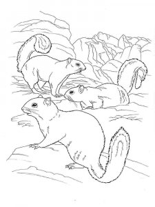 gopher coloring page - picture 9