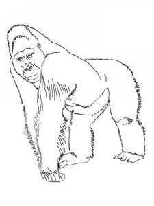 Gorilla coloring page - picture 11