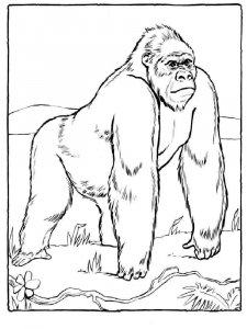 Gorilla coloring page - picture 13